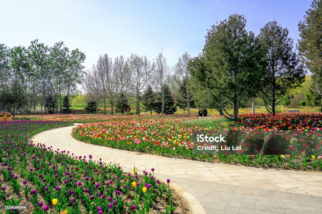 Tulips blooming in Beijing International Flower Port, China. Colorful flower beds at International Flower Port Beijing Stock Photo