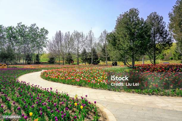 Tulips Blooming In Beijing International Flower Port China Colorful Flower Beds At International Flower Port Stock Photo - Download Image Now