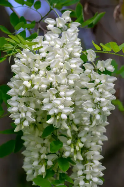 Robinia pseudoacacia ornamental tree in bloom, bright white flowering bunch of flowers, green leaves on branches