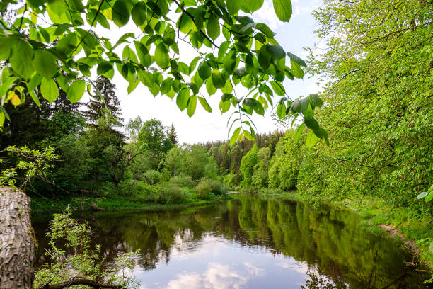 istock River in the middle of the summer forest 1325689906