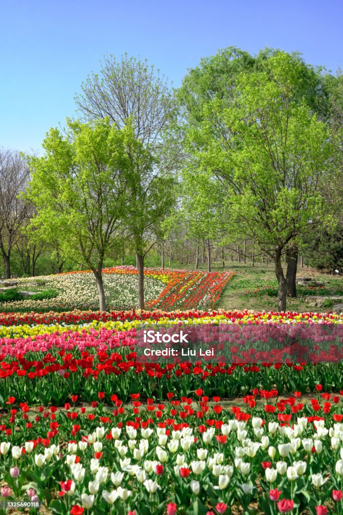 Tulips blooming in Beijing International Flower Port, China. Colorful flower beds at International Flower Port Art Show Stock Photo