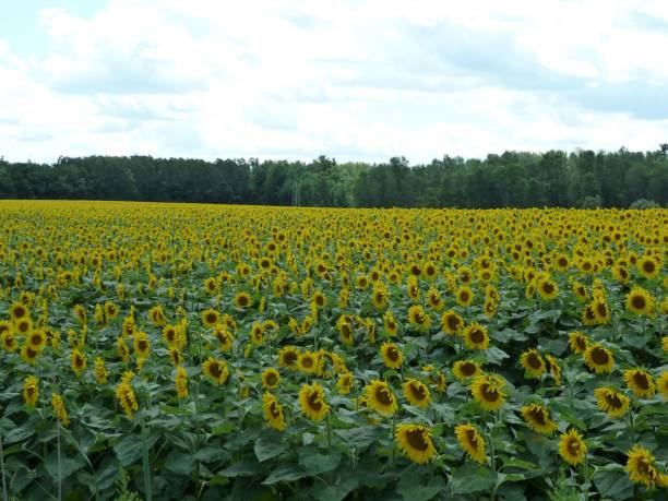 istock Sun flowers field on Highway 24 in Cambridge 1325690899