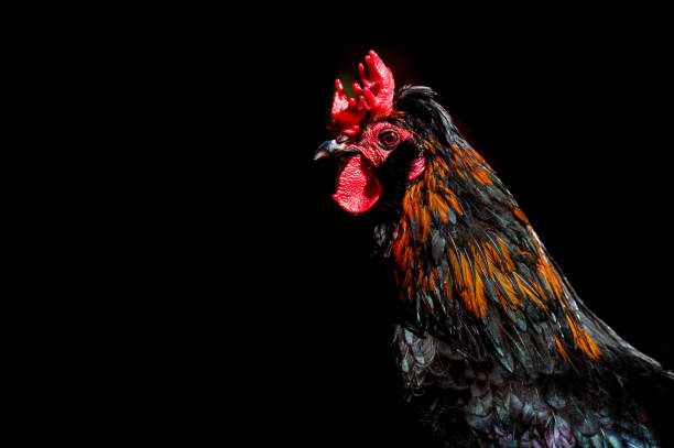 istock Barnevelder cockerel rooster chicken 1325690921