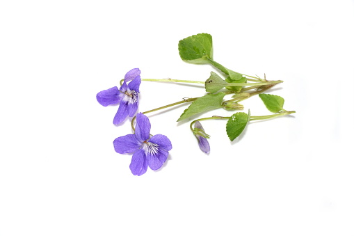 Viola riviniana common dog-violet purple flowers isolated on white background