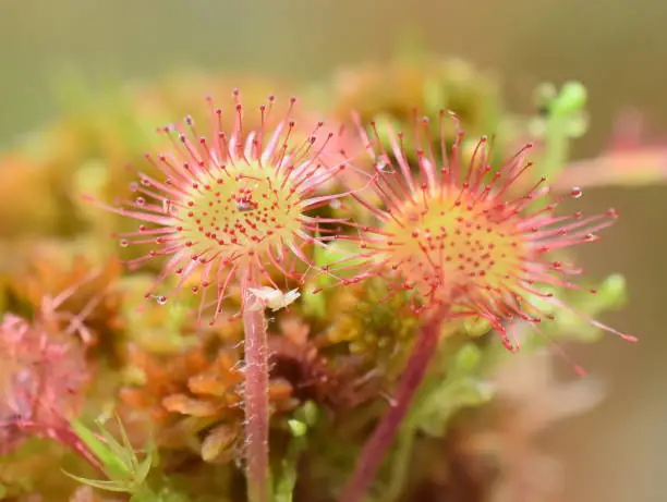 Closeup on leaves of round-leaved sundew Drosera rotundifolia