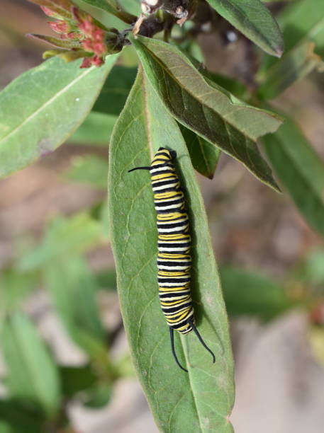 istock monarch butterfly Danaus plexippus larva 1325693474