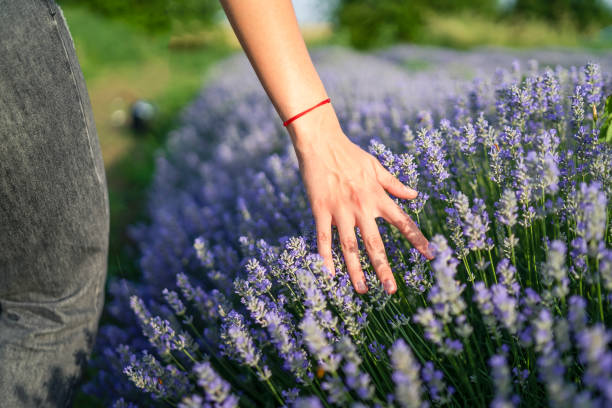 Lavender field, woman overseeing blooming plants. Touching flowers. Close up