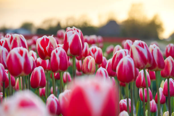 istock Tulpenfelder in Nord-Holland 1325695757