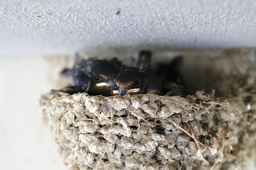 There are several swallow chicks in the nest.