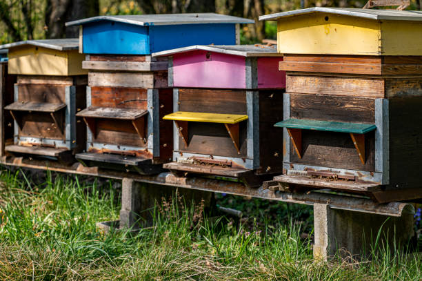 アピアリーのミツバチのじんましん。アクティブなミツバチと塗装された木製の蜂の巣。スウィッツェルンドのビーヤード。 - beehive bee colony wax ストックフォトと画像
