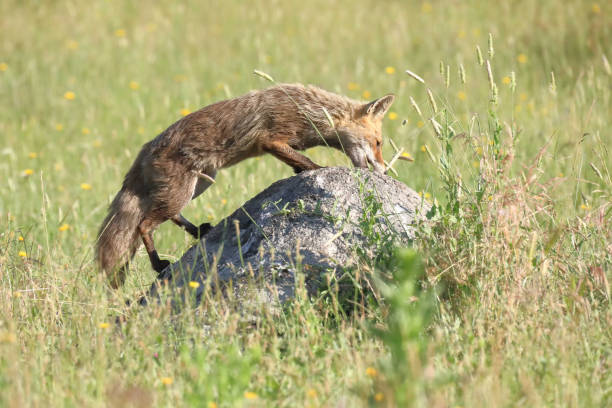 istock Fox in freedom up on a rock 1325696977