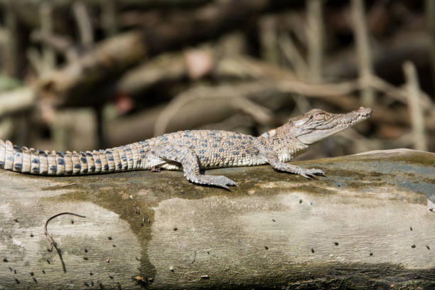 istock Baby saltwater crocodile (Crocodylus porosus) resting on a log. 1325697361