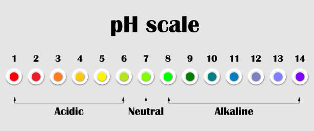 ilustraciones, imágenes clip art, dibujos animados e iconos de stock de la tabla de escala de valores de ph para soluciones ácidas y alcalinas. diagrama de la carta de colores ph. pancarta horizontal. ilustración vectorial de stock sobre fondo aislado gris. - artificial true exam blue