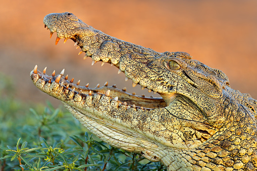 Portrait of a large Nile crocodile (Crocodylus niloticus) with open jaws, Kruger National Park, South Africa
