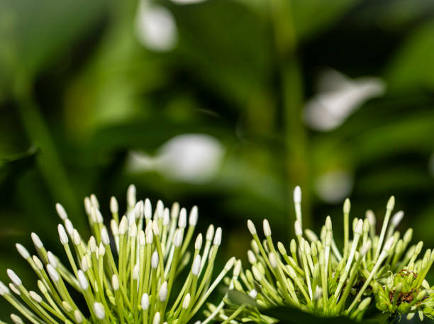 white Ixora flowers on tree. Ixora or Needle flower in frontoff and green leaf  background.