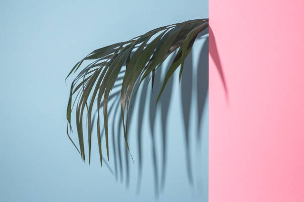 istock Green palm leaf peeping with cardboard pink background looks on a blue background. Top view, flat lay 1325701318
