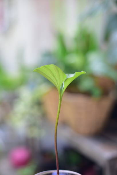 istock Beutiful green leaf in nature on blur background. 1325703353