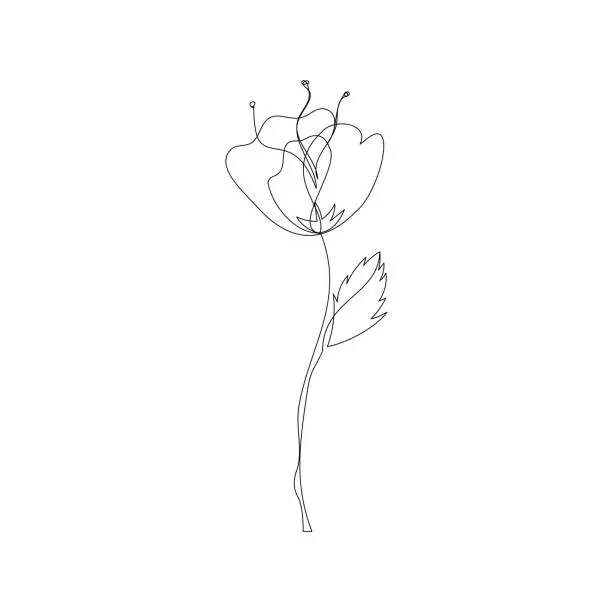 Vector illustration of One line poppy flower drawing.