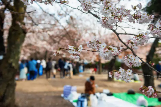 Picnic or hanami under cherry trees around Matsumoto castle, Japan. Closeup white sakura flower with blur people sit and eat food with great view. Famous activity in spring blossom.