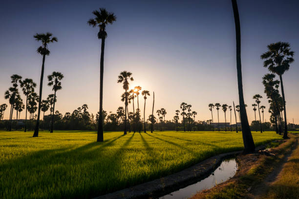istock Sunset and light shade at palm tree and rice farm 1325705376