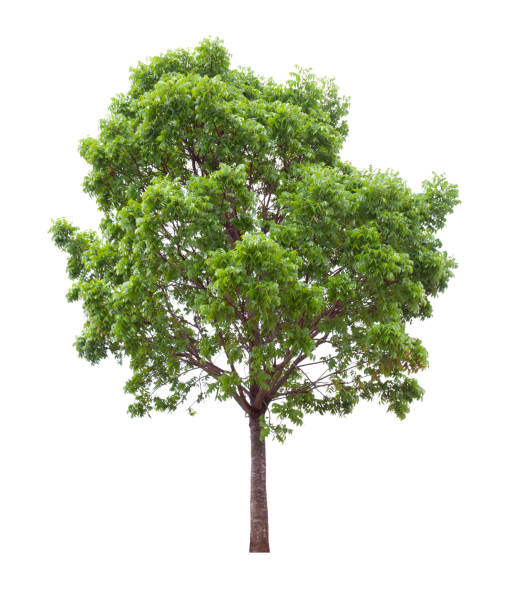 450+ Mahogany Tree Stock Photos, Pictures & Royalty-Free Images - iStock