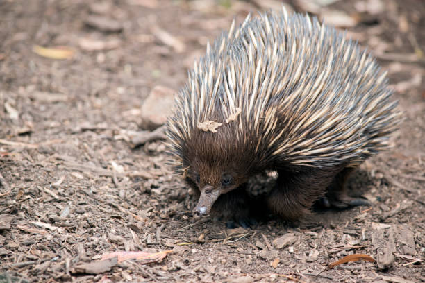 istock the echidna is looking for food 1325706786