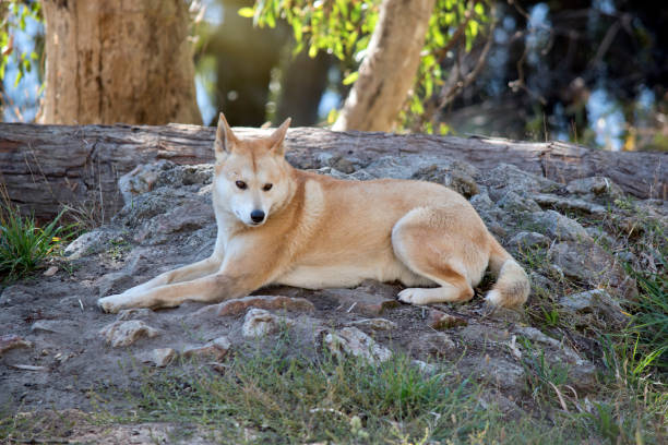 istock the golden dingo is resting on rocky ground 1325706811