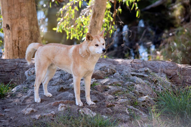 istock this is a male golden dingo 1325706834