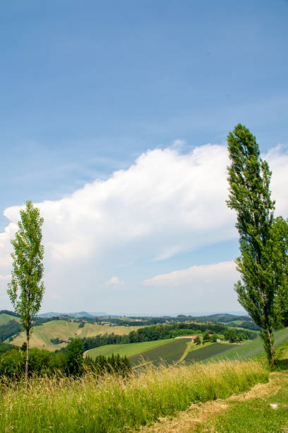 View through two trees in South Styria near Gamlitz, Austria