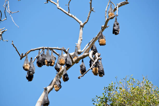 istock the fruit bats are hanging on branches of trees 1325707057