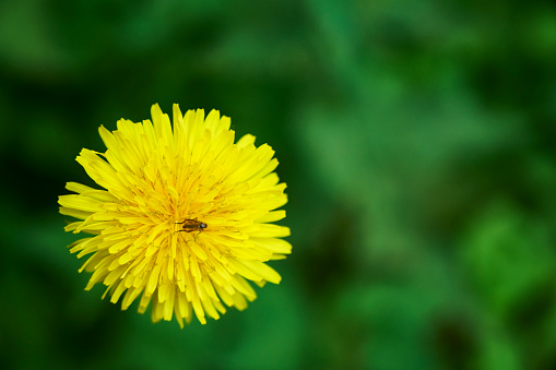 A small insect on a dandelion flower.