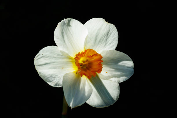 istock Single White Narcissus on a black background. 1325708812