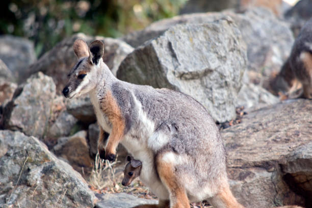 istock this is a side view of a yellow footed rock wallaby 1325709312