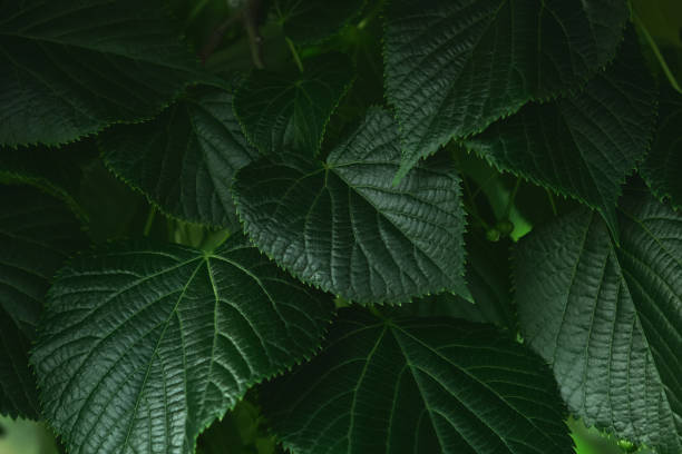 istock Green leaves with copy space. They are color tone dark. 1325710371