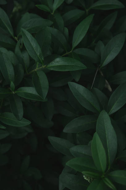 istock Green leaves with copy space. They are color tone dark. 1325710382