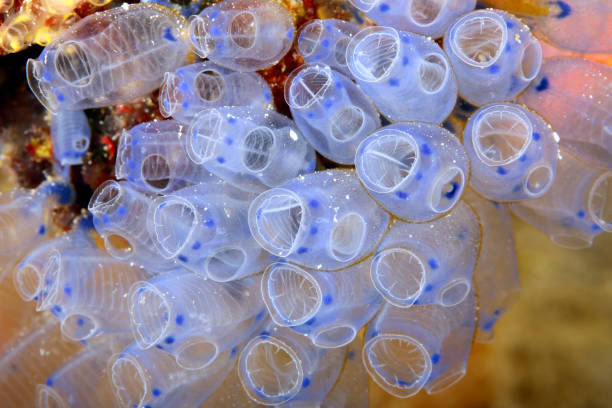 tunicates - filter feeder imagens e fotografias de stock