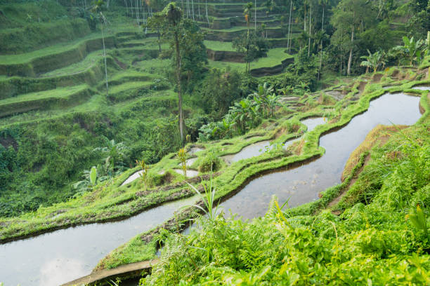 istock Rice fields terrace and  trees faraway on the bright day, Bali, Indonesia. 1325710479