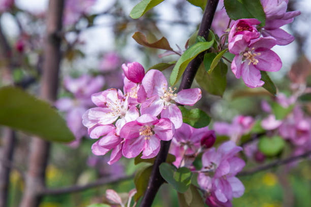 istock branches of a garden apple tree with large pink flowers 1325710574