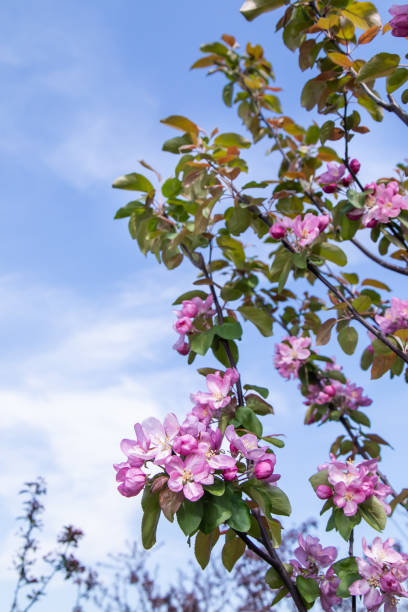 istock branches of a garden apple tree with large pink flowers 1325710593
