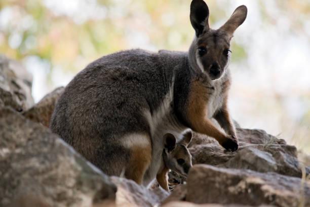 istock the yellow footed rock wallaby has a joey in her pouch 1325710770