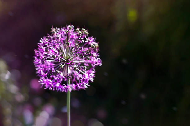 istock purple flower close-up on dark background 1325711596