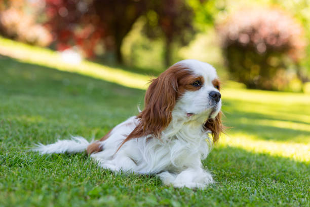 istock A Cavalier King Charles Spaniel dog in the nature on a sunny day. Selective focus 1325711641