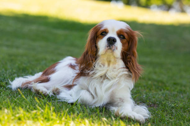 istock A Cavalier King Charles Spaniel dog in the nature on a sunny day. Selective focus 1325711682