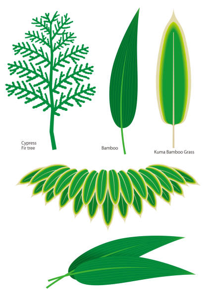 Decorative leaf icon set. Vector. Leaf collection. cryptomeria japonica stock illustrations