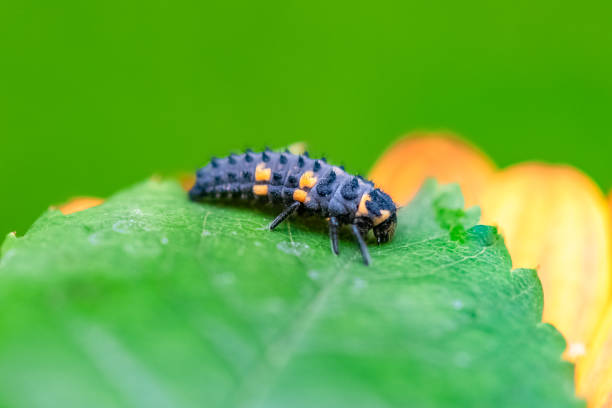 istock seven-spot ladybird larva 1325711936