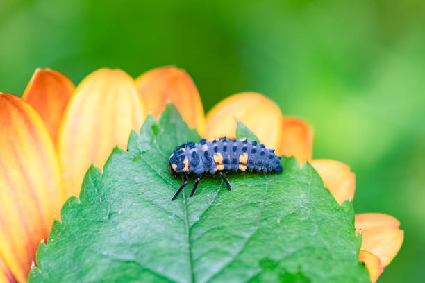 istock seven-spot ladybird larva 1325711980