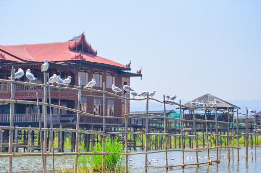 Beautiful View of old village surrounding by  local river and seagulls  in myanmar