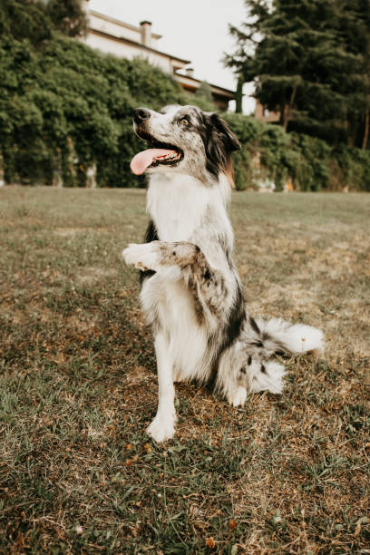 istock Portrait border collie trick. Obedience and training concept. 1325713189