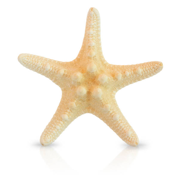 istock Calcified starfish. Starfish on a white background. 1325715804