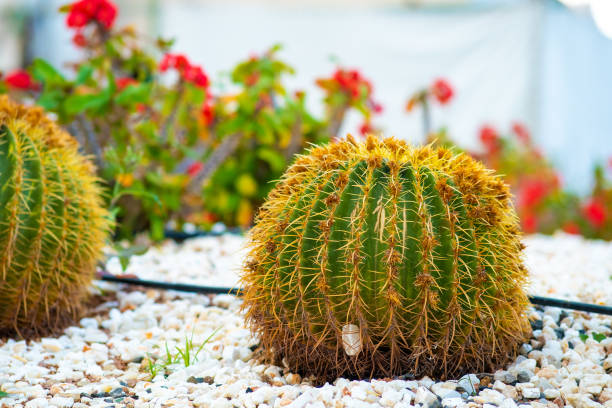 Green round tropical cactus plants with sharp spines growing on a ground covered with pebble stones outdoors in a park.